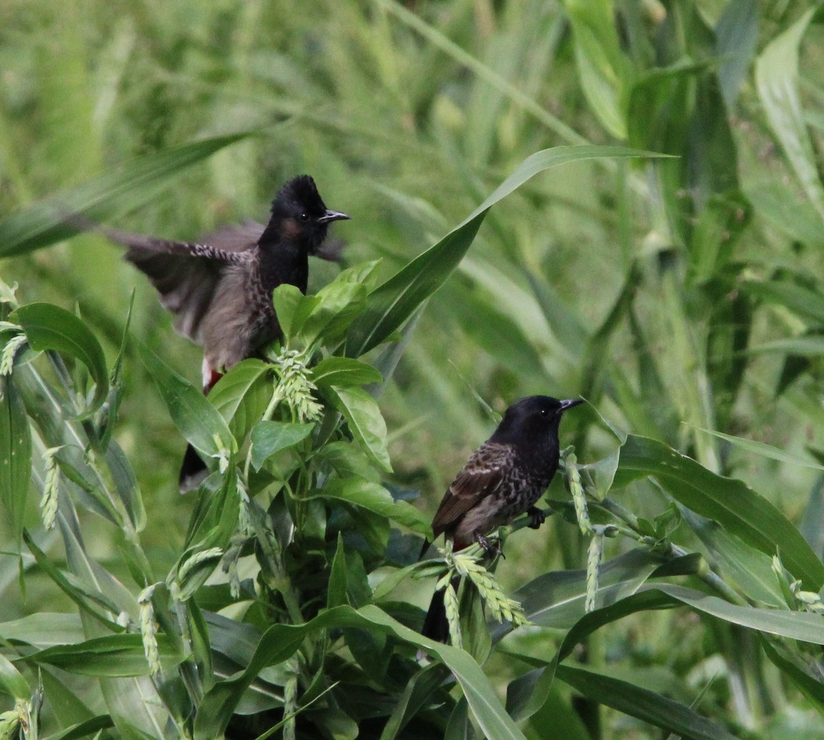 Red-vented Bulbul - ML508518121