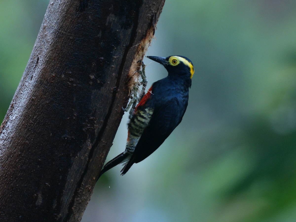 Yellow-tufted Woodpecker - ML508518931
