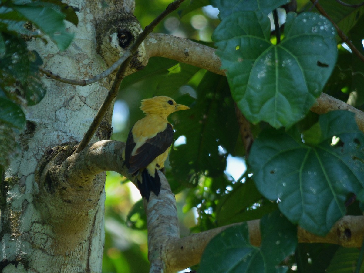 Cream-colored Woodpecker - ML508518991