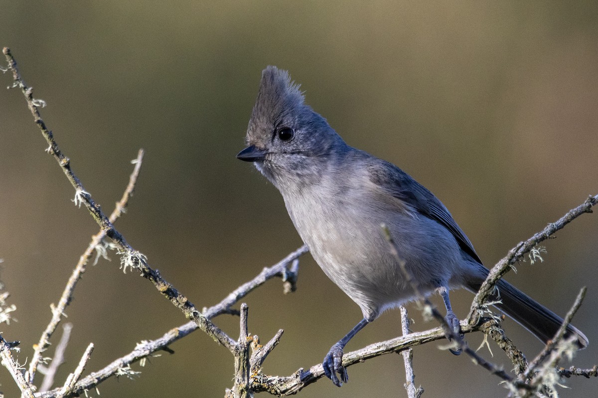 Oak Titmouse - Jonah Perelman