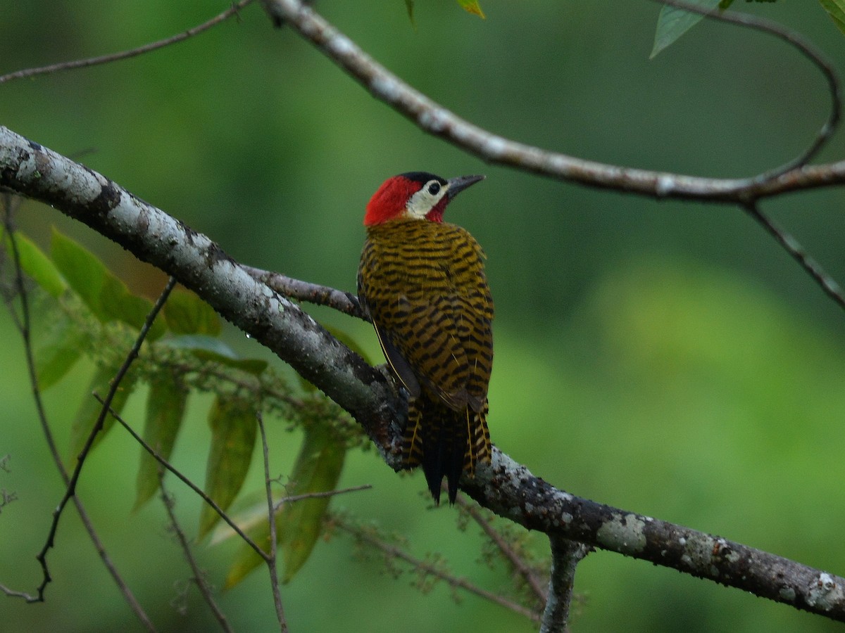 Spot-breasted Woodpecker - ML508519421