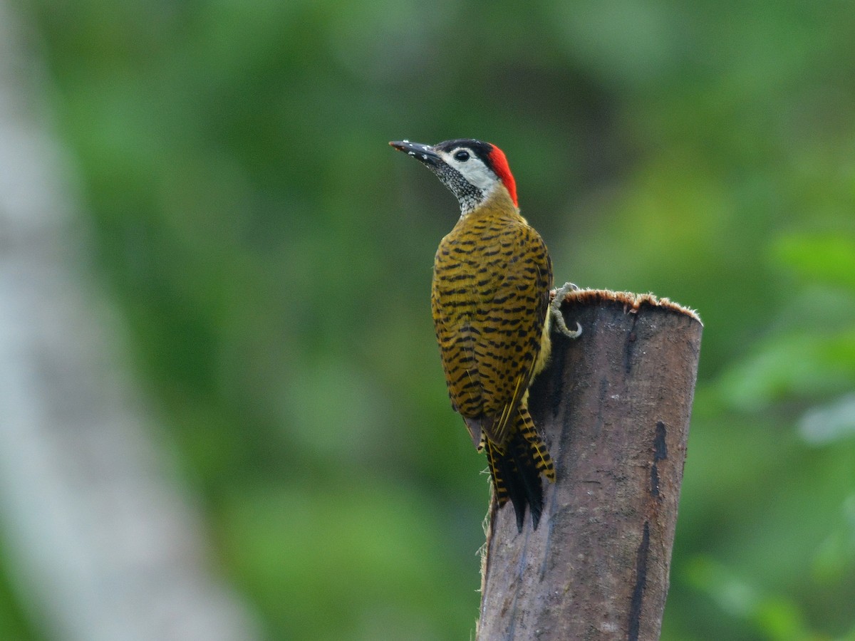 Spot-breasted Woodpecker - ML508519431