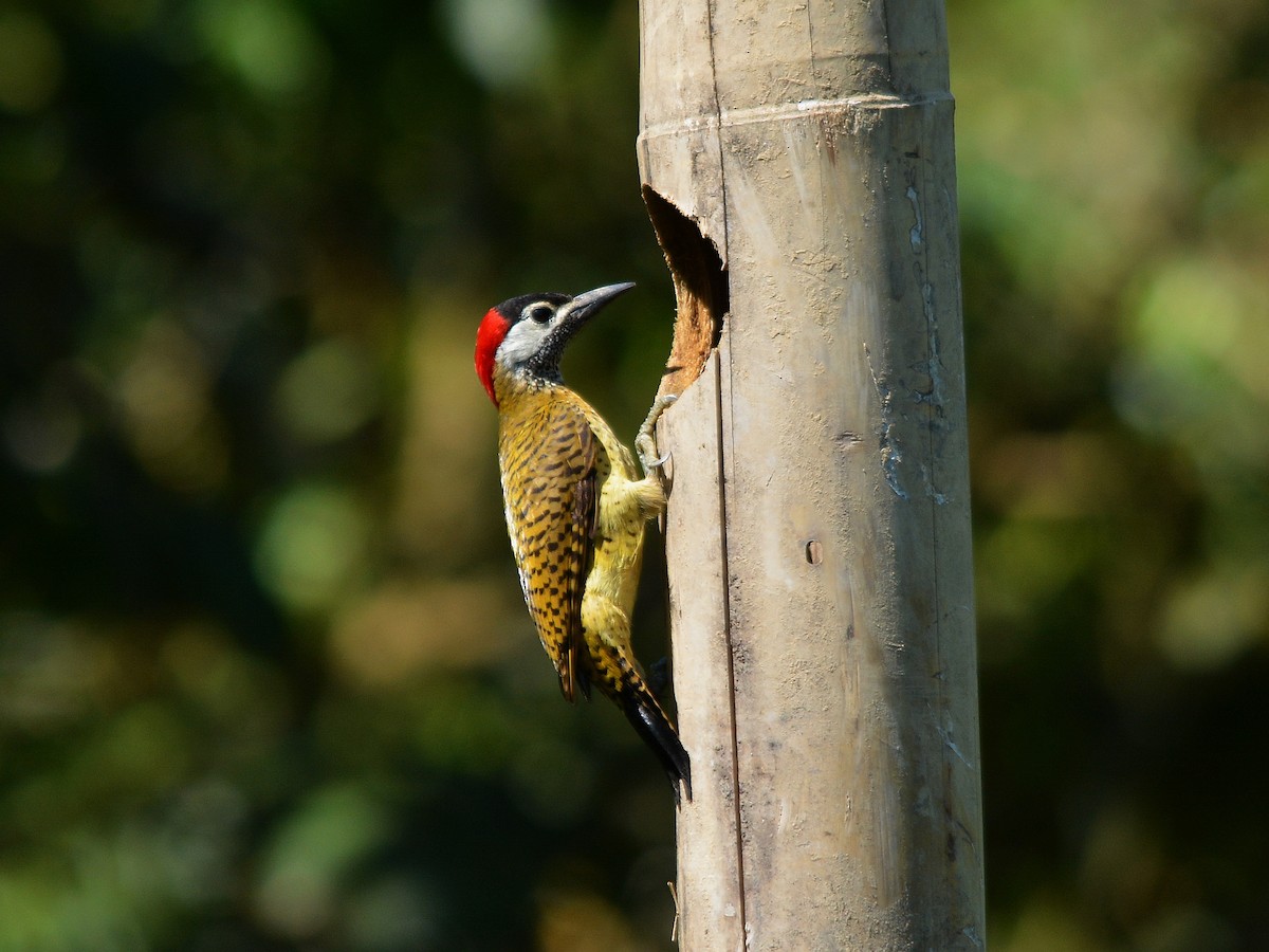 Spot-breasted Woodpecker - ML508519441