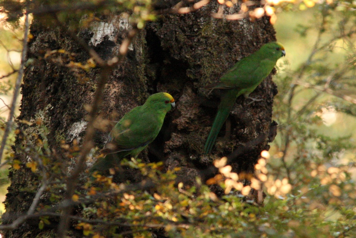 Malherbe's Parakeet - ML508519461