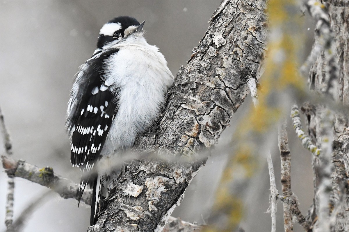 Downy Woodpecker - Gaylene Lazar