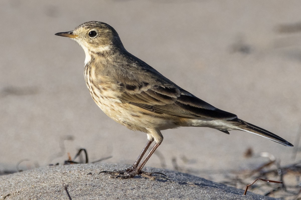 American Pipit - ML508519531