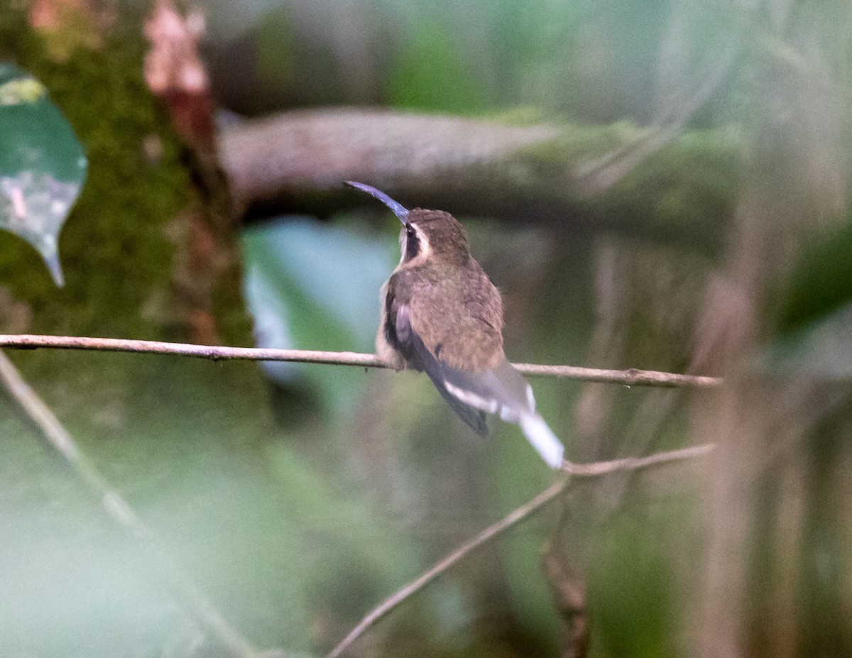 Dusky-throated Hermit - ML508521621