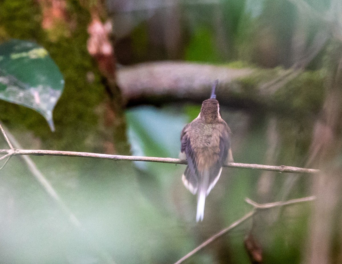 Dusky-throated Hermit - ML508521631