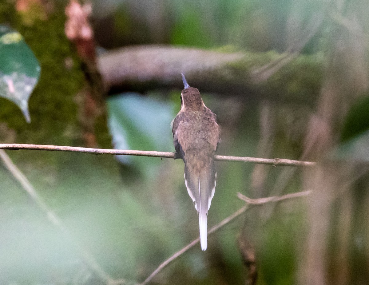 kolibřík temnohrdlý - ML508521641