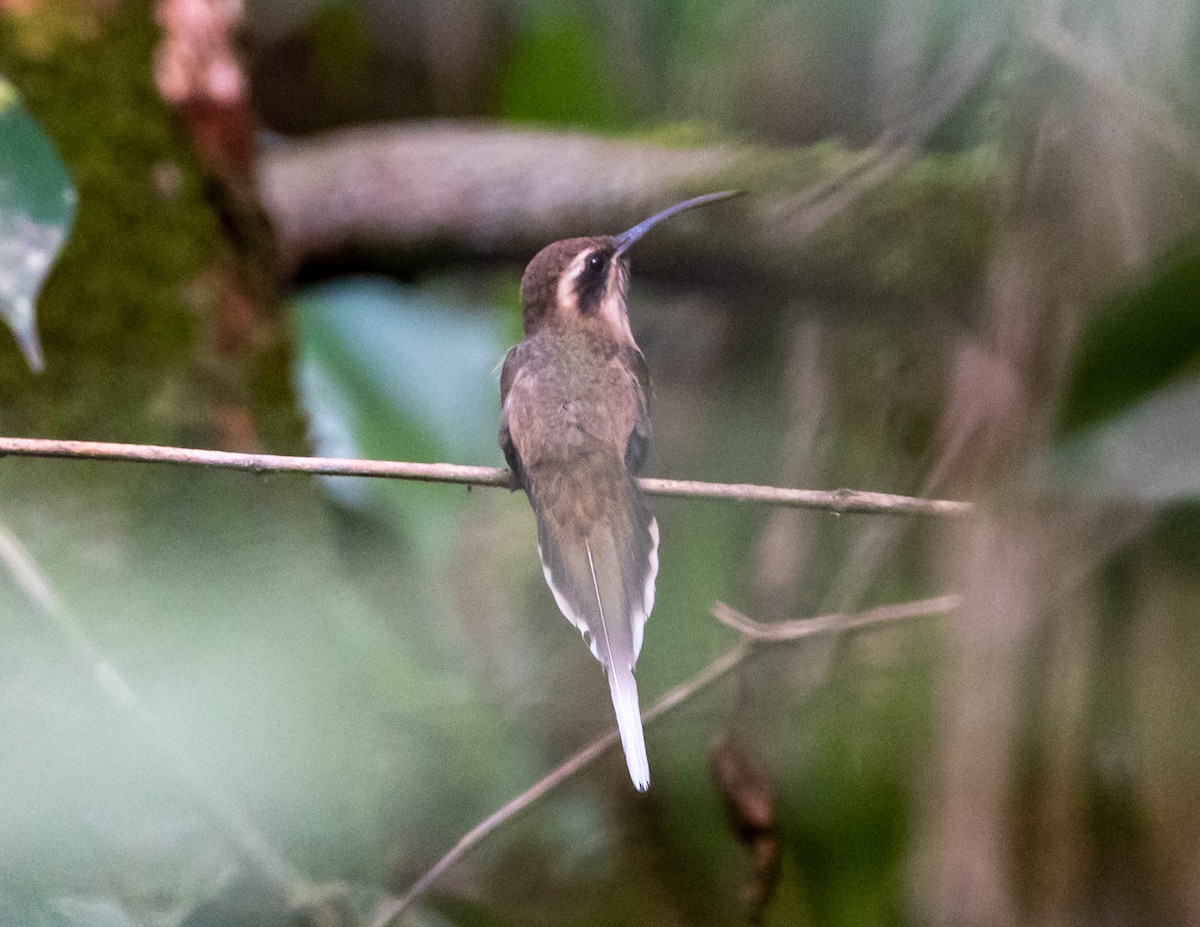 kolibřík temnohrdlý - ML508521651