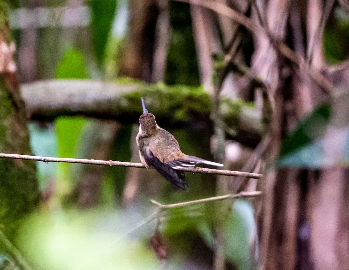 Dunkelkehl-Schattenkolibri - ML508521661