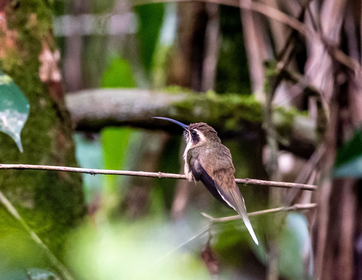Dunkelkehl-Schattenkolibri - ML508521671