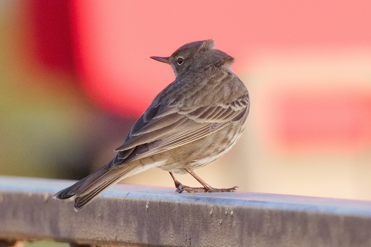 Rock Pipit - ML508521791