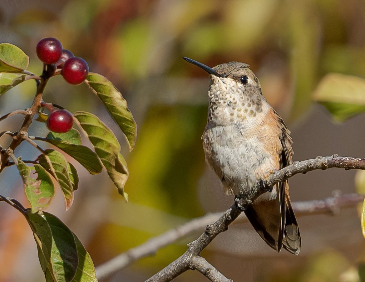 Colibri roux - ML508521951