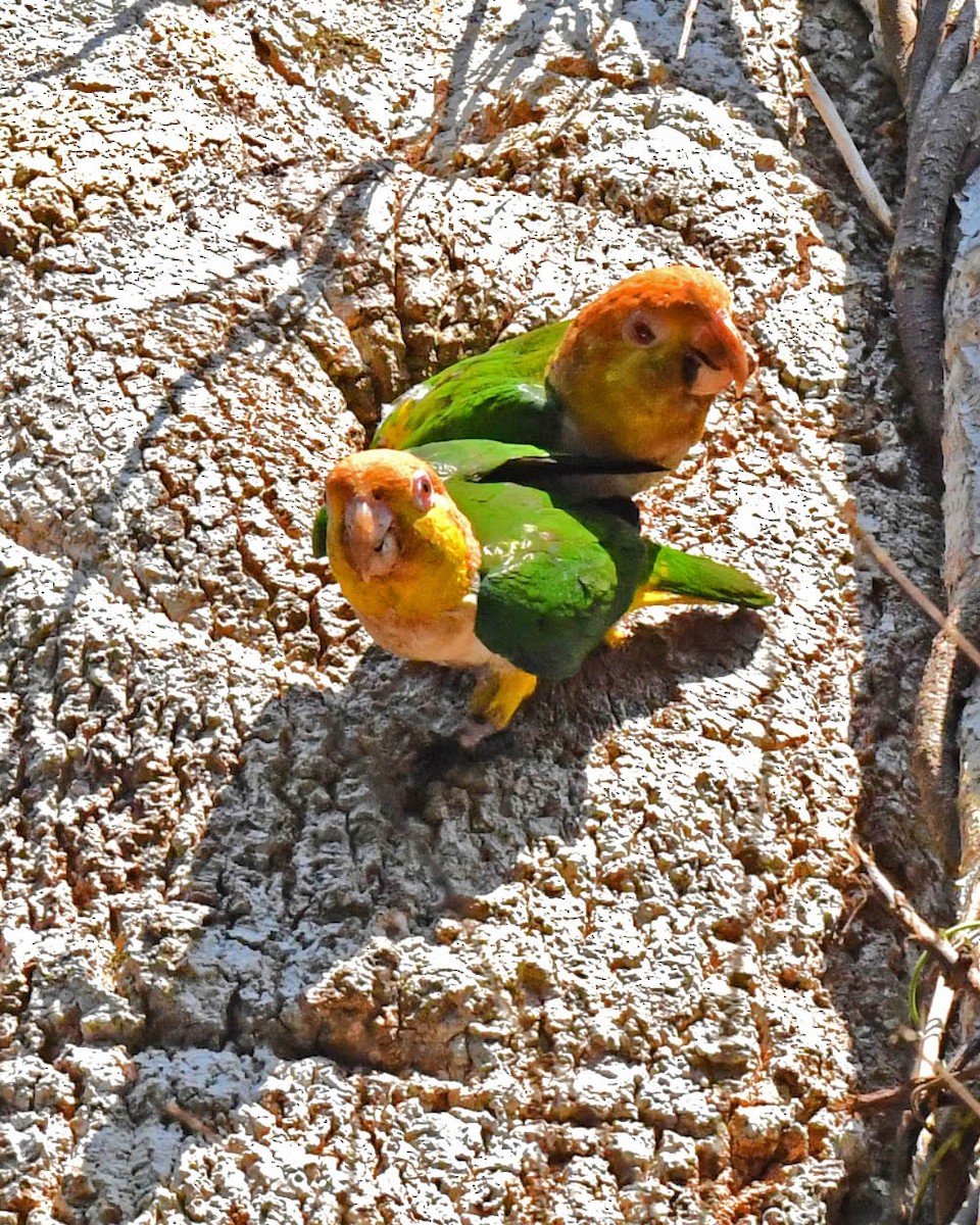 White-bellied Parrot (Black-legged) - ML508521961