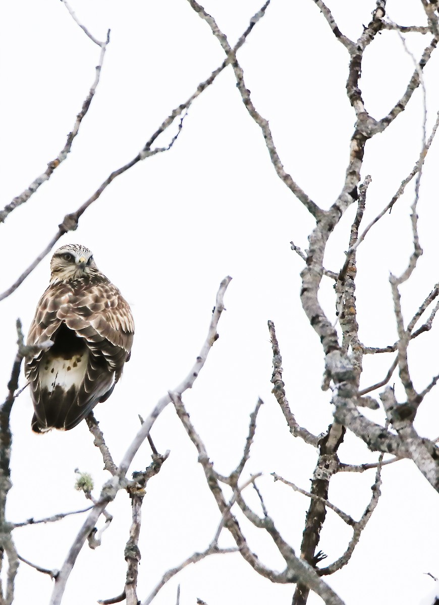 Rough-legged Hawk - ML508522041