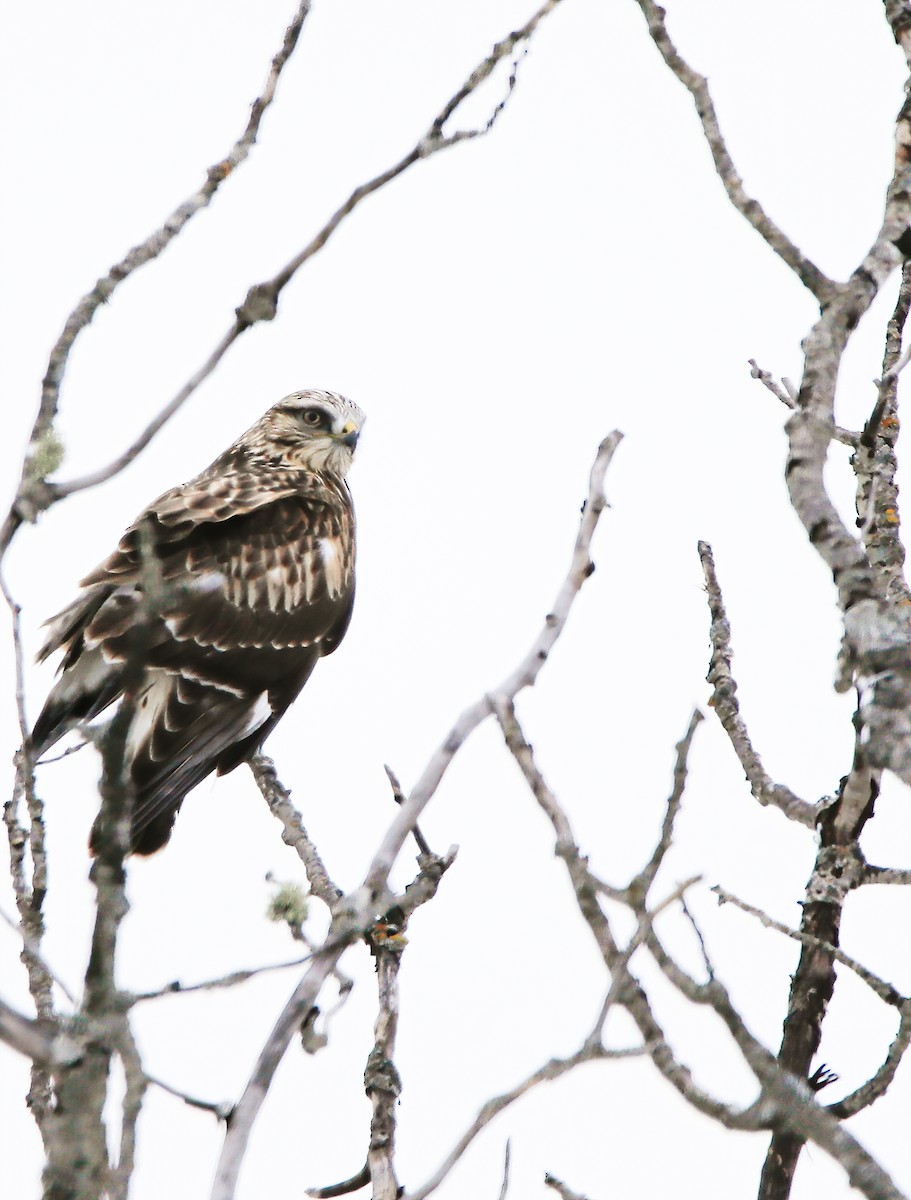 Rough-legged Hawk - ML508522051