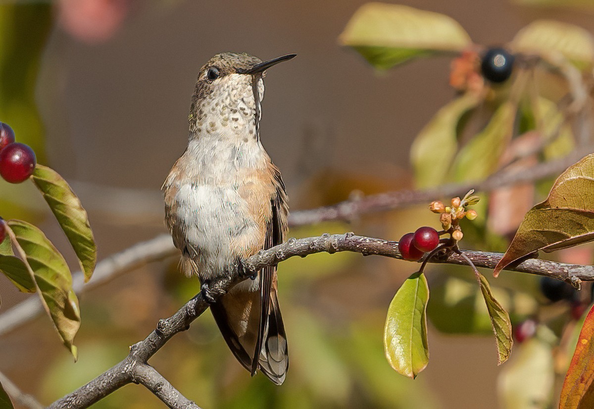 Colibri roux - ML508522191