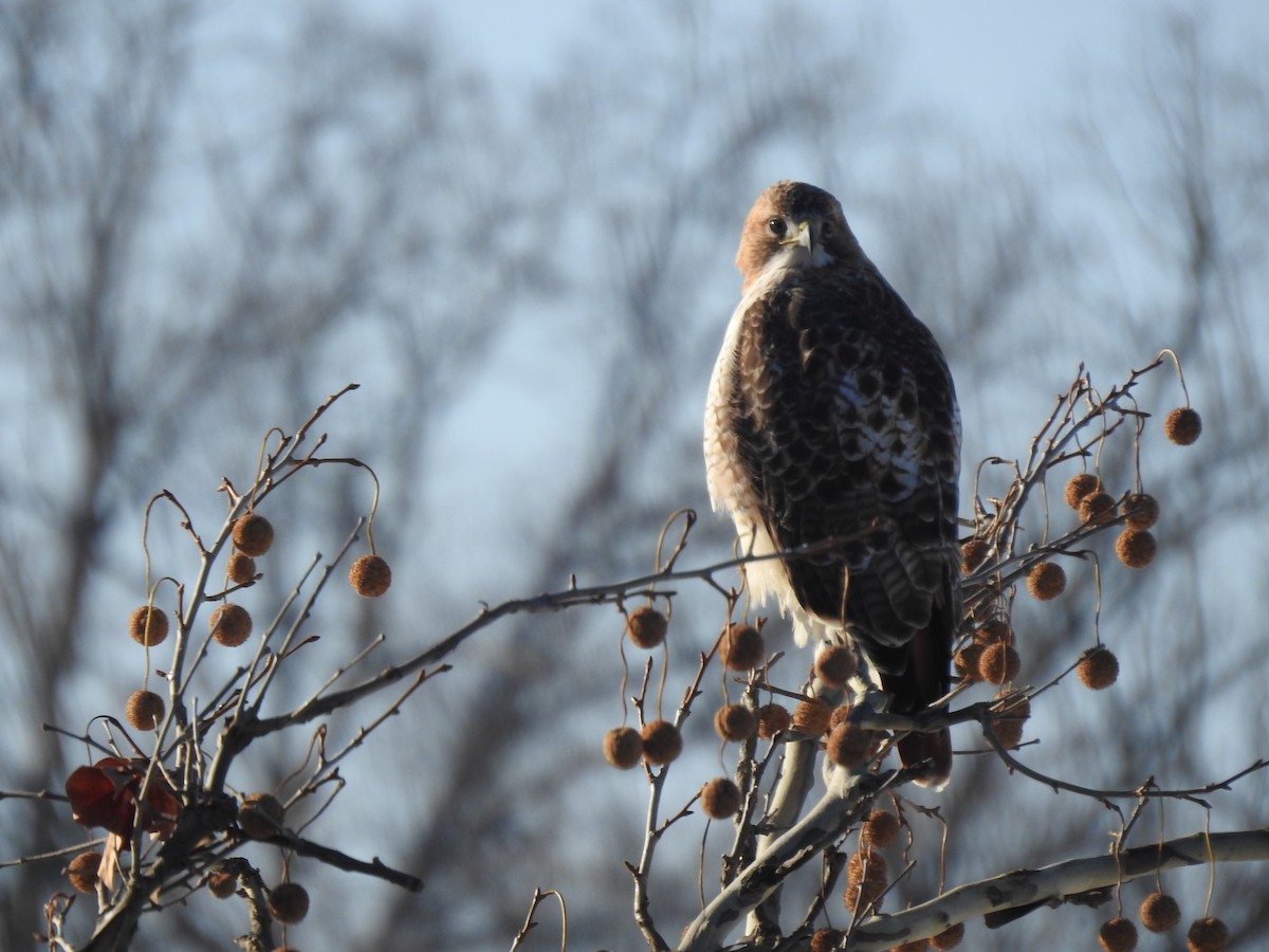 Red-tailed Hawk - ML508523191