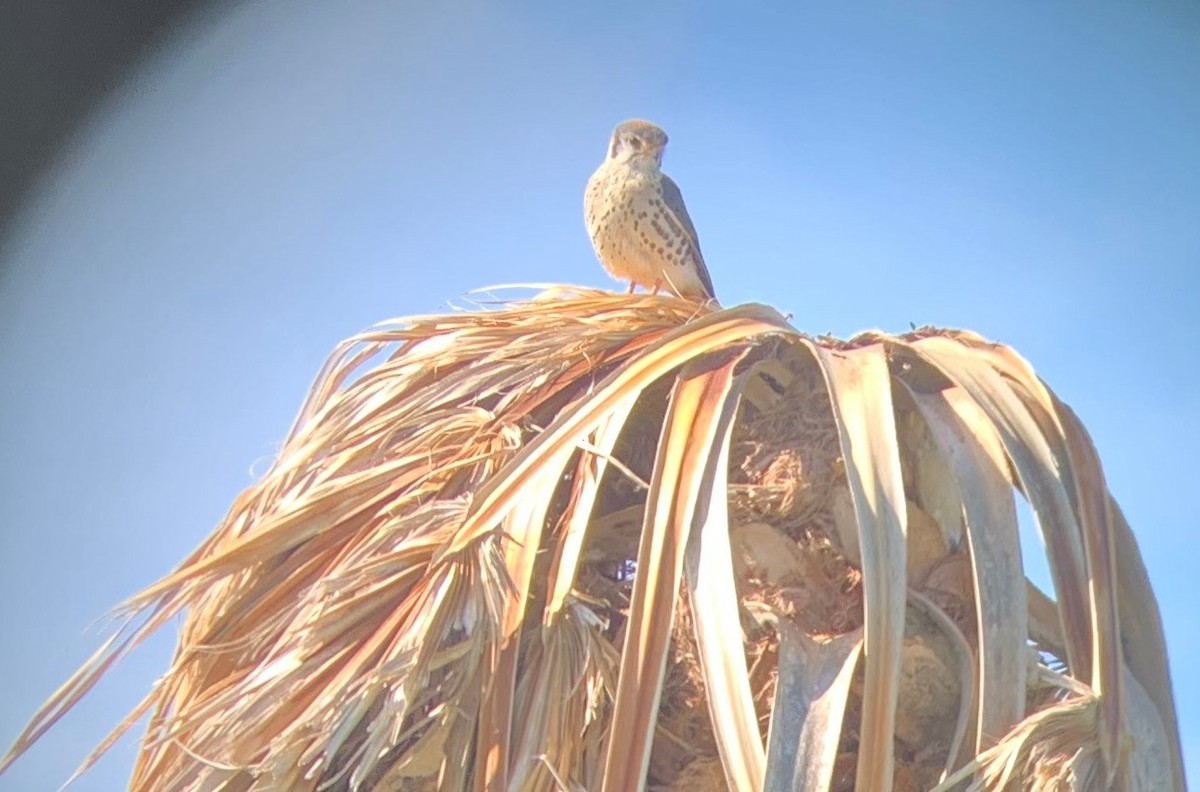 American Kestrel - ML508523401