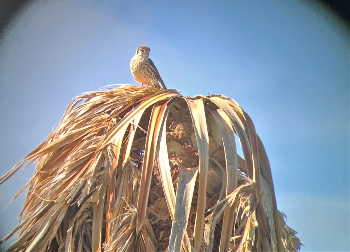 American Kestrel - ML508523411