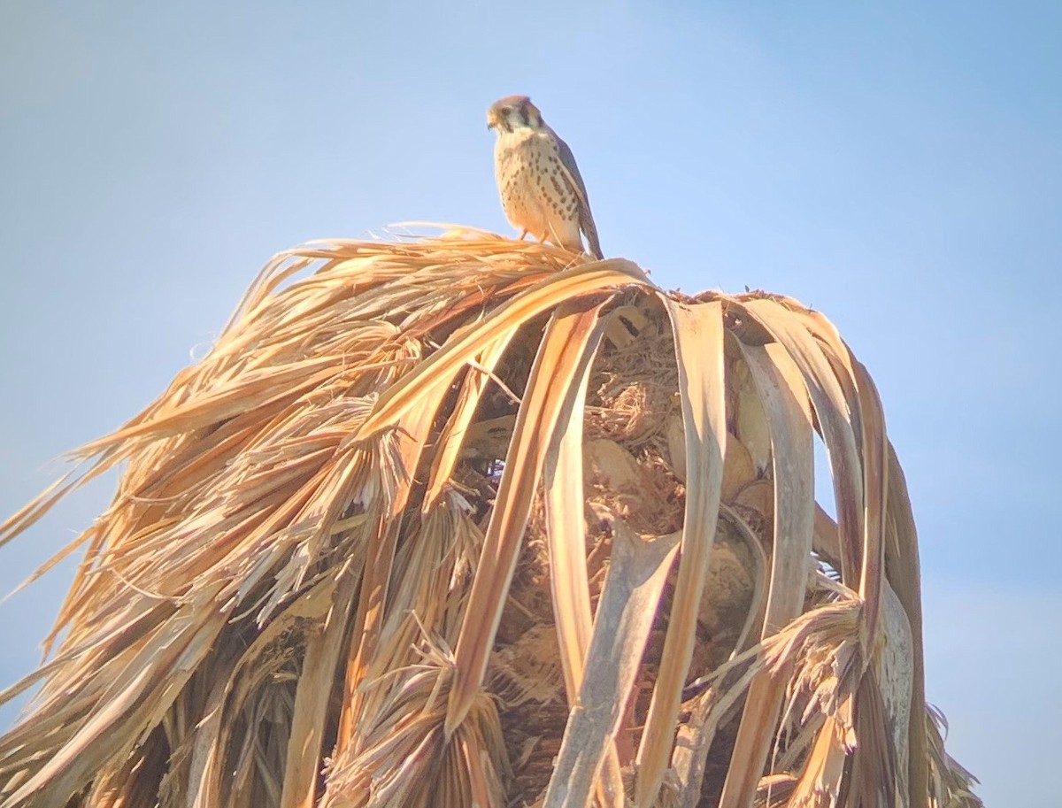 American Kestrel - ML508523421