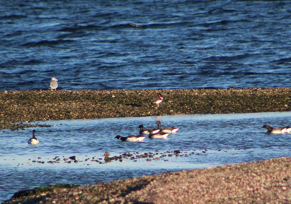 American Oystercatcher - Lauren Miller-Donnelly