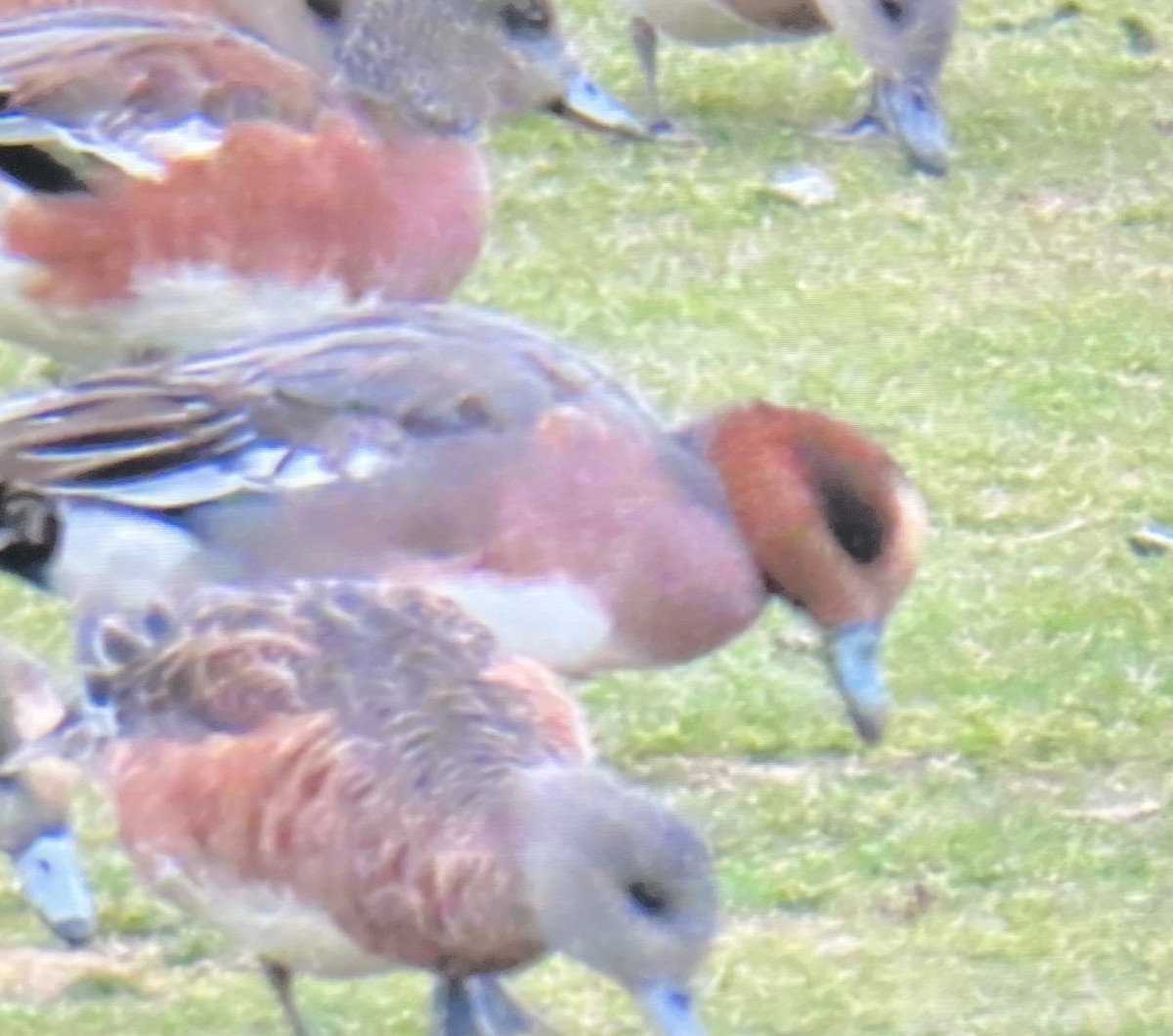 Eurasian x American Wigeon (hybrid) - Wren Willet