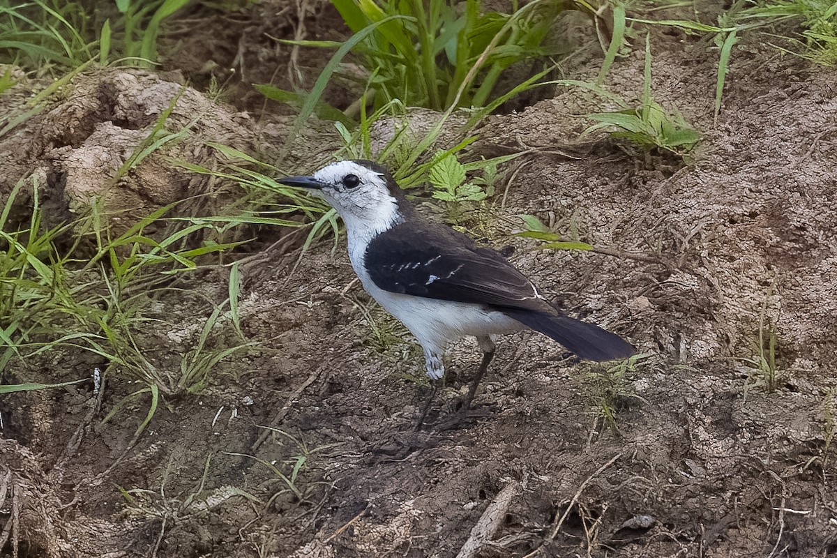 Black-backed Water-Tyrant - ML508527421