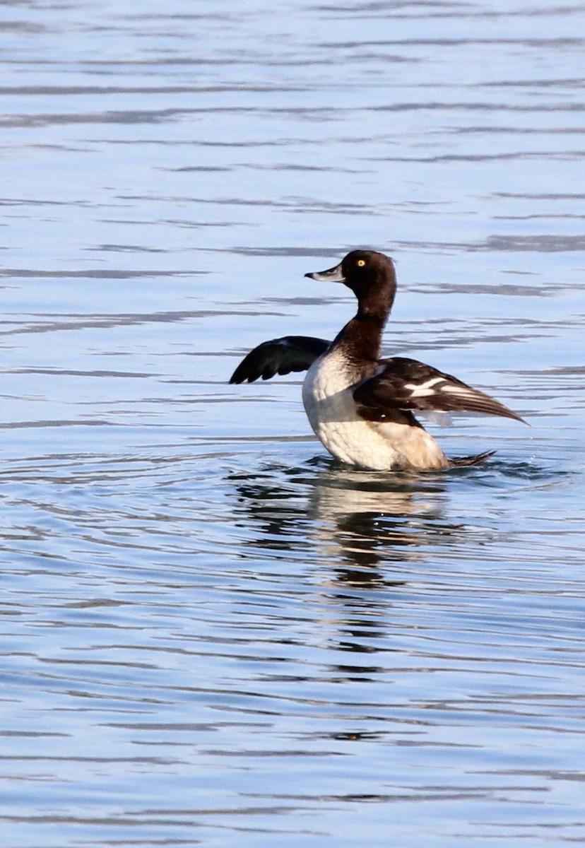Tufted Duck - ML508527441