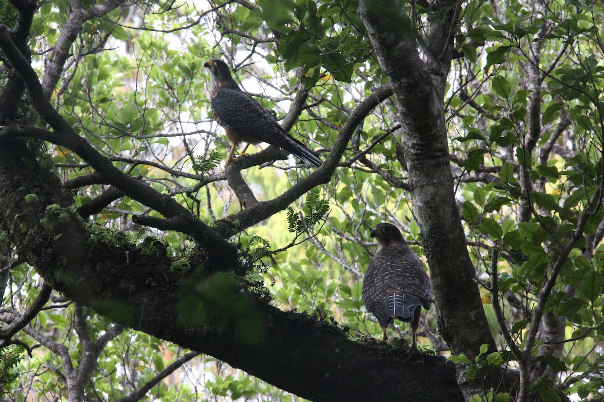 New Zealand Falcon - ML508527471
