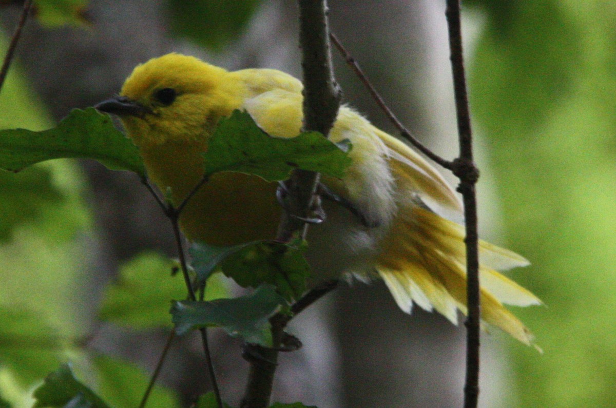 Yellowhead - ML508527501