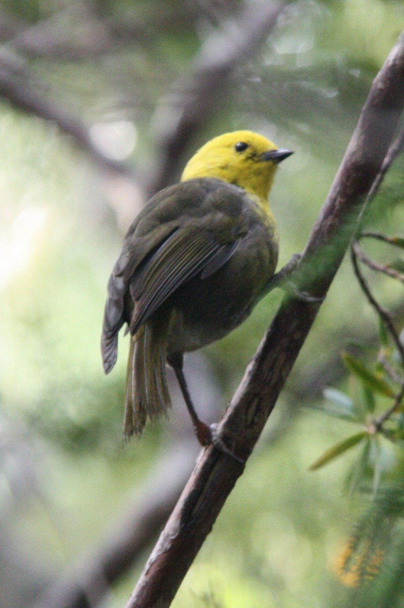 Yellowhead - ML508527521