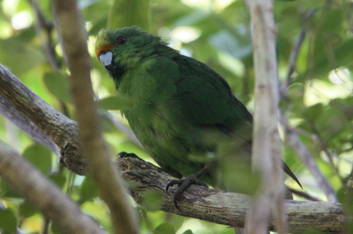 Malherbe's Parakeet - ML508528601