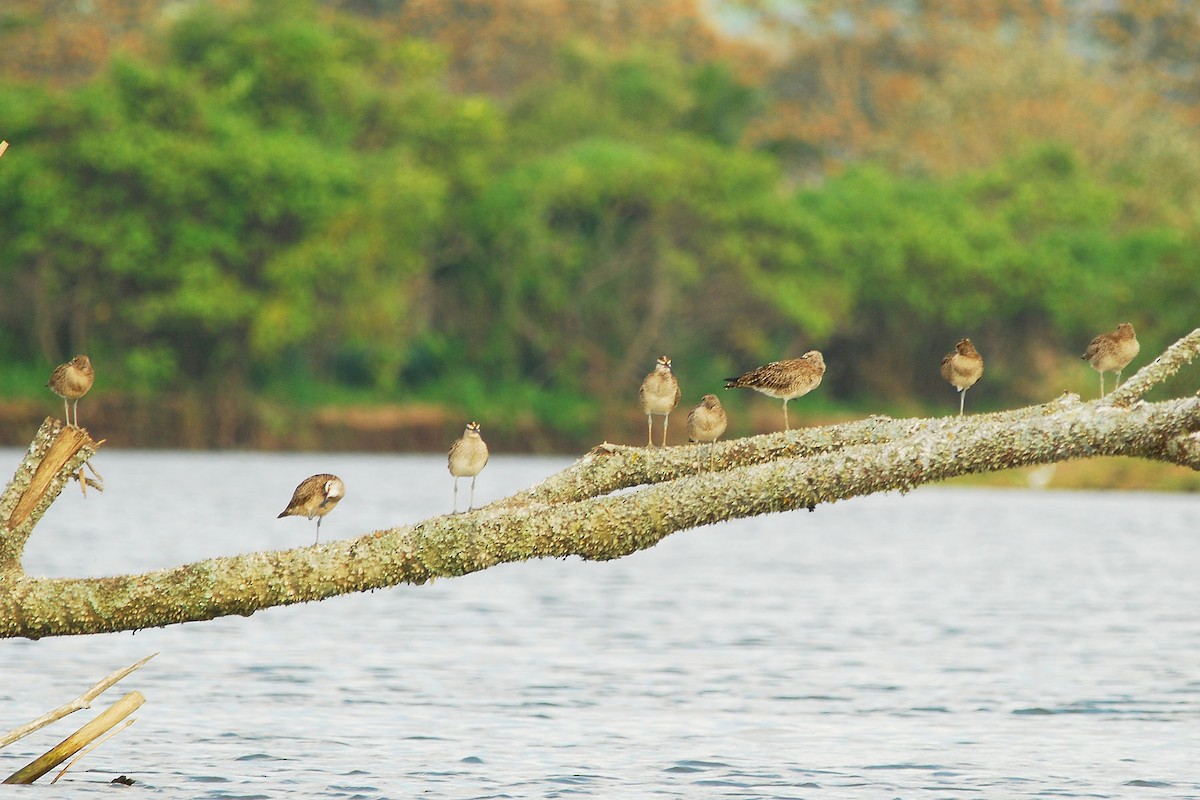 Whimbrel - Heather Pickard