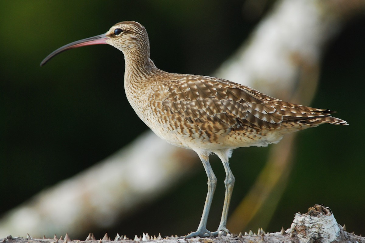 Regenbrachvogel - ML50852881