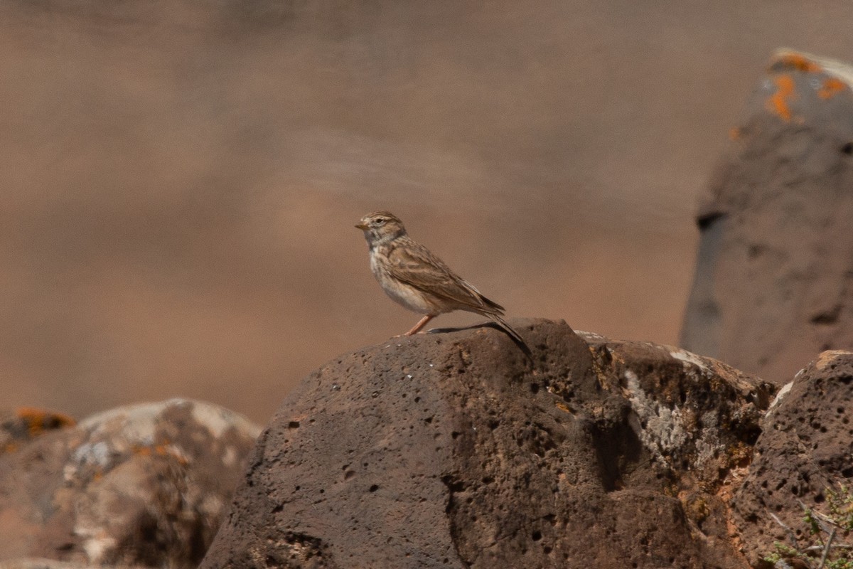 Mediterranean Short-toed Lark - ML508528991