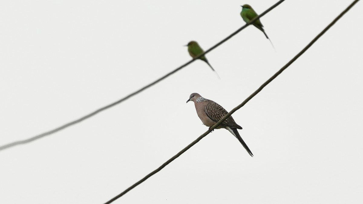 Spotted Dove - ML508529811