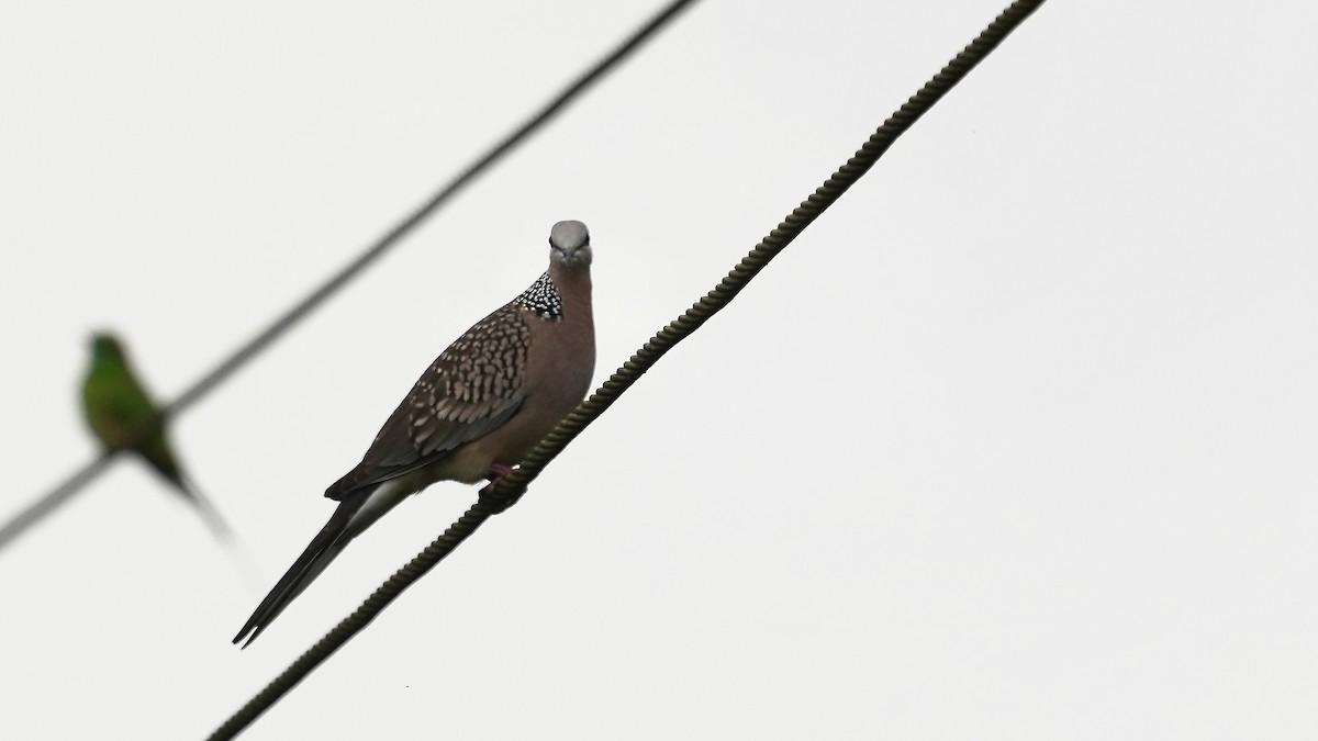 Spotted Dove - ML508529831