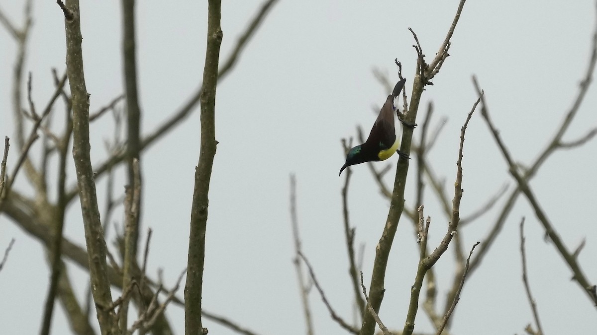 Purple-rumped Sunbird - ML508529891