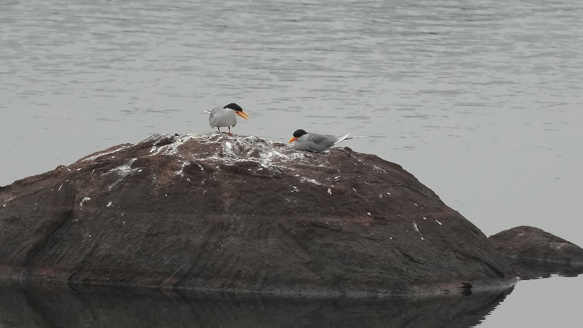 River Tern - ML508529951