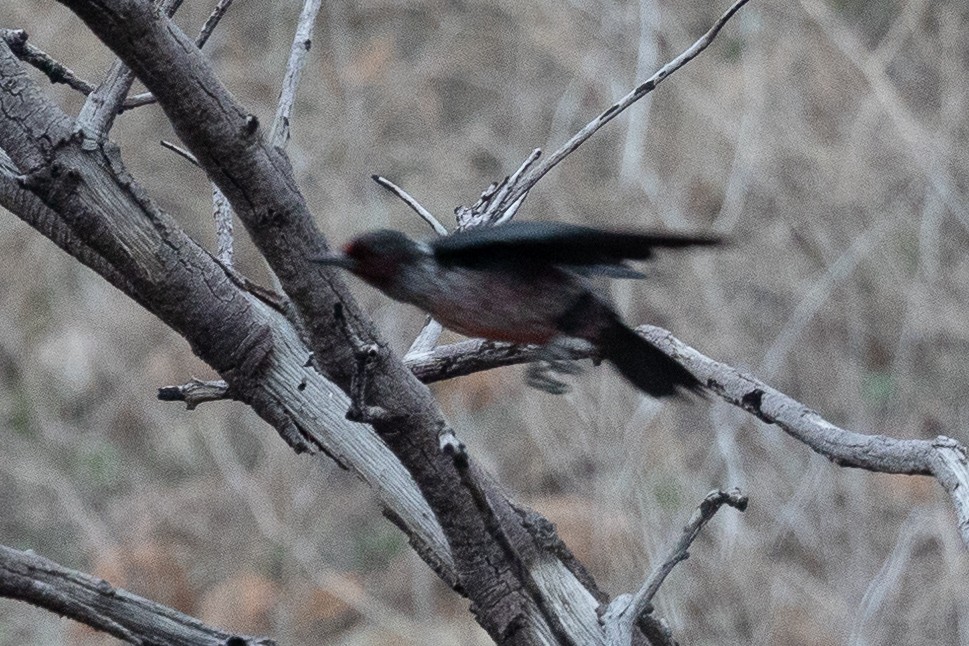 Lewis's Woodpecker - ML508530871
