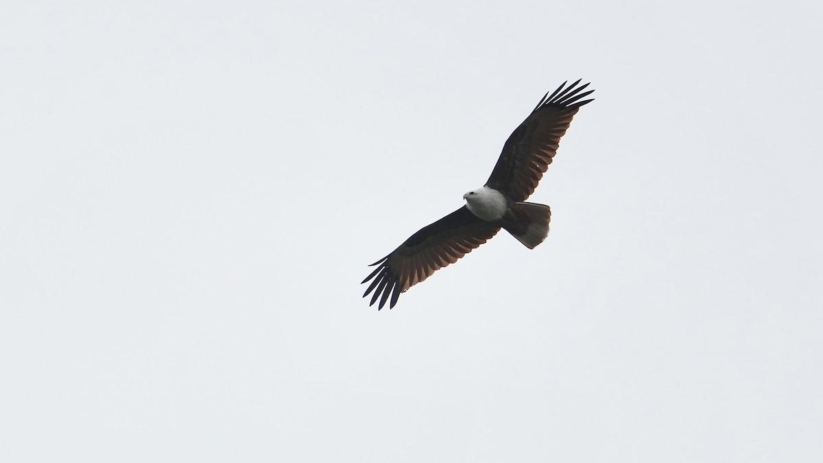 Brahminy Kite - ML508532091