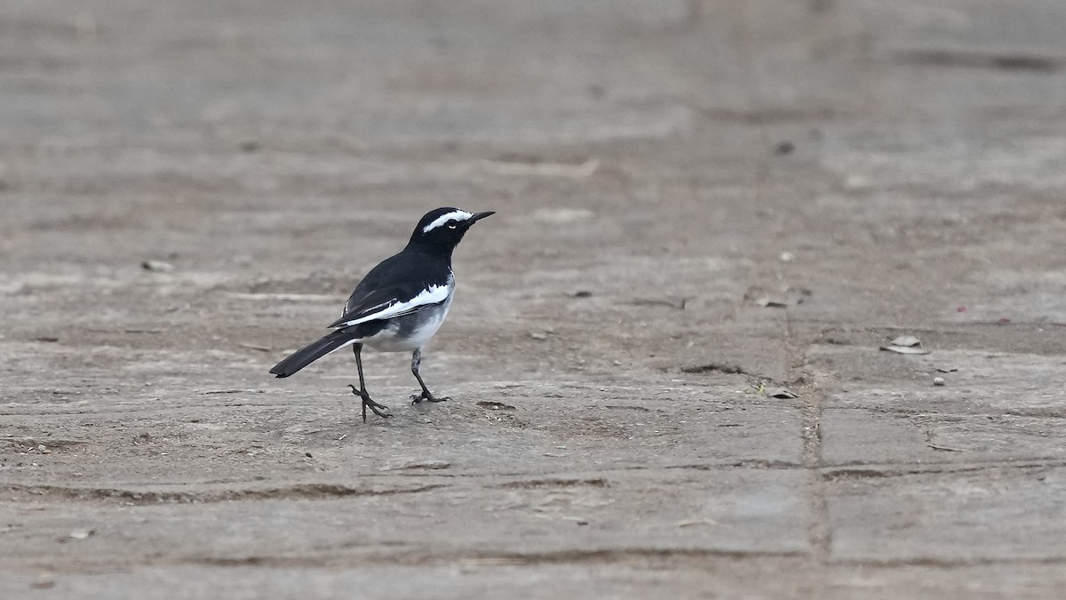 White-browed Wagtail - ML508532181