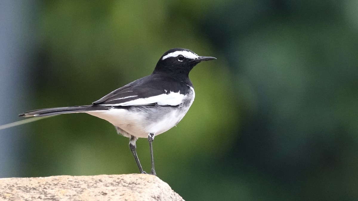 White-browed Wagtail - ML508532221