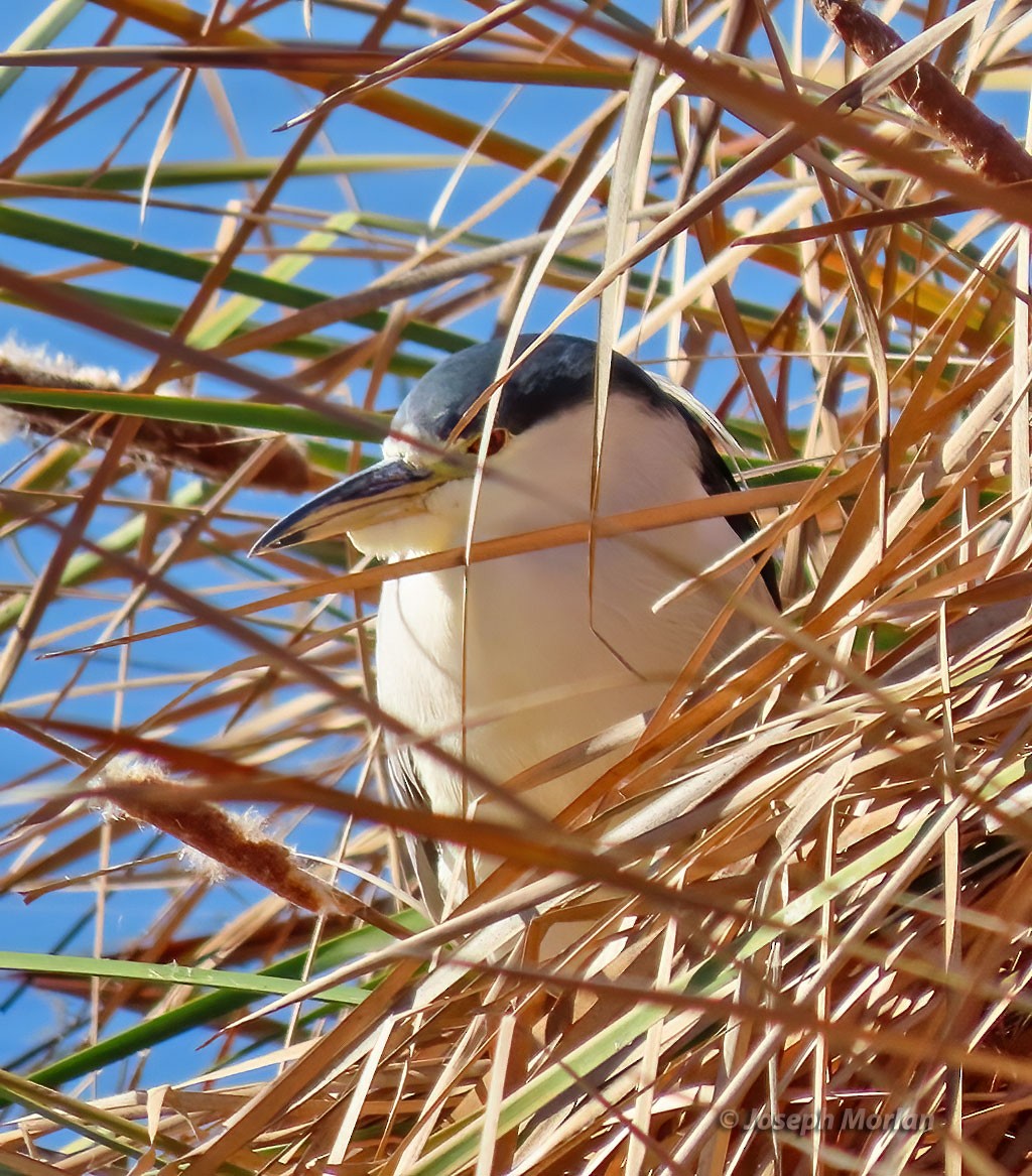 Black-crowned Night Heron - ML508532271