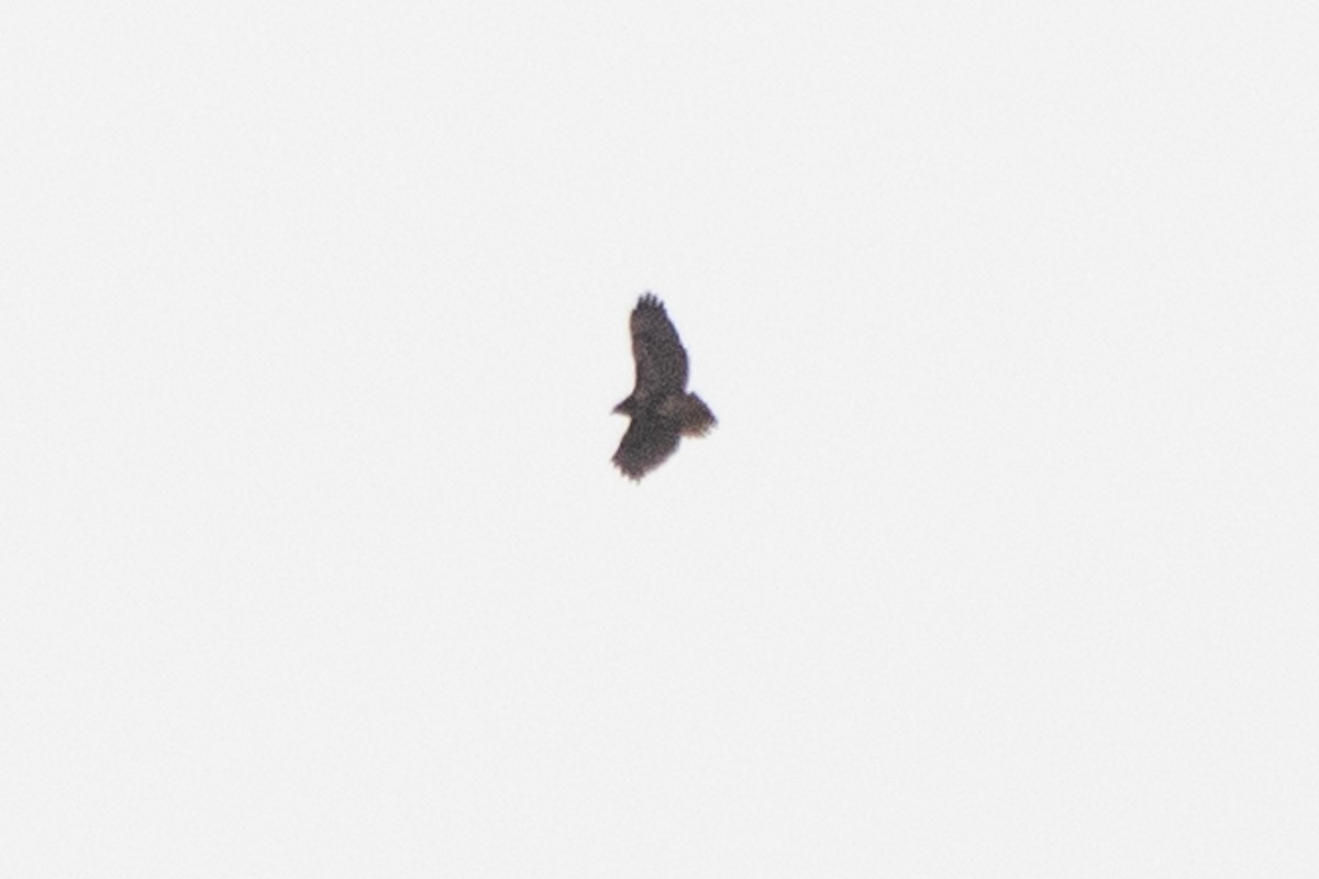 Rotschwanzbussard - ML508532721