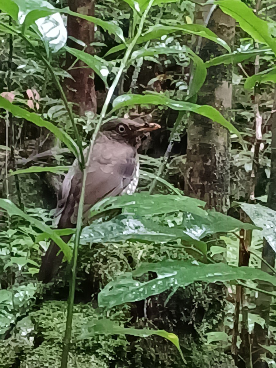 Principe Thrush - ML508533121