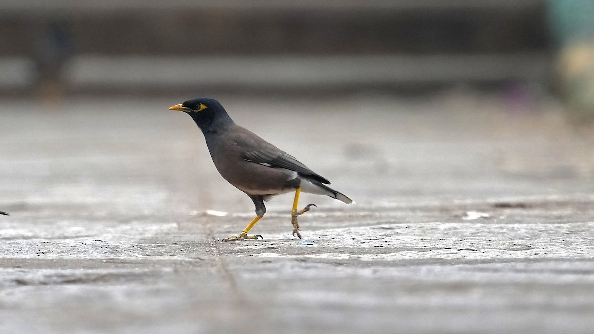 Common Myna - ML508533141