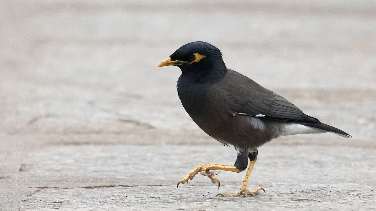 Common Myna - ML508533251